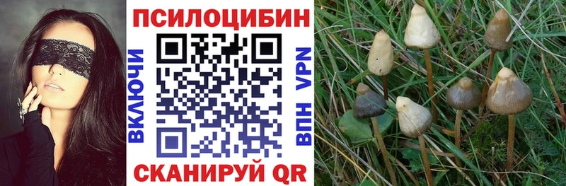 цены   kraken ТОР  Галлюциногенные грибы Psilocybe  Эртиль 